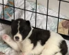Akita