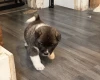 Akita