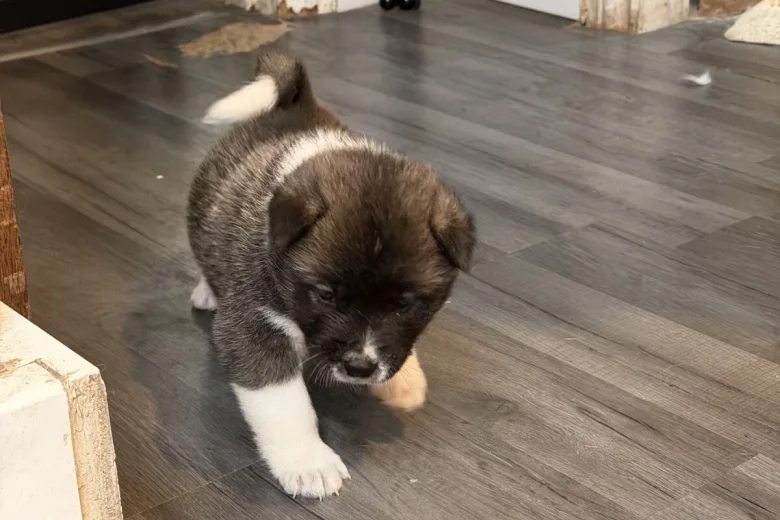 Akita