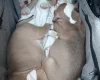 American Bulldog