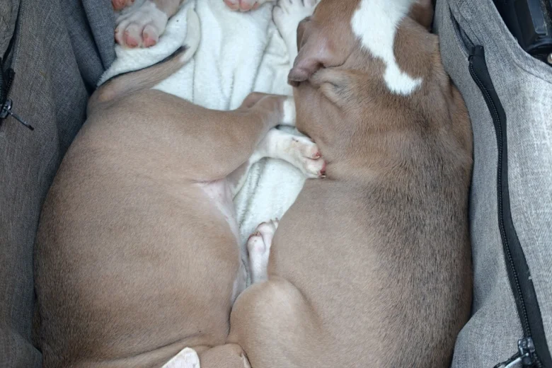 American Bulldog