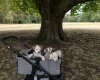 American Bulldog