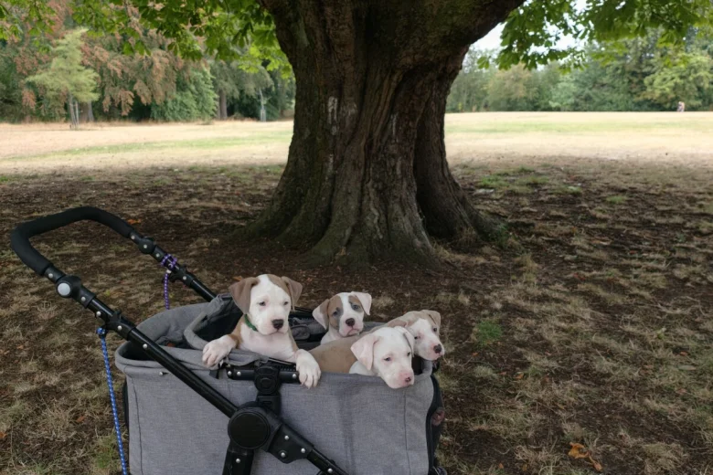 American Bulldog
