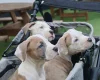 American Bulldog