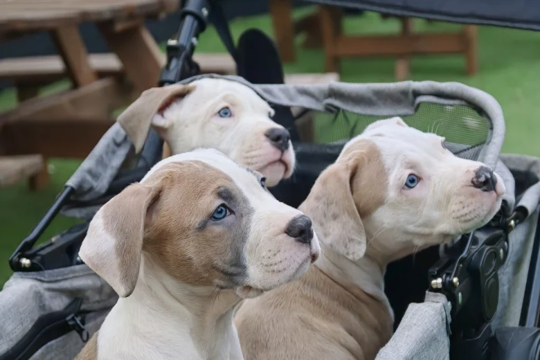 American Bulldog