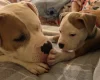 American Bulldog