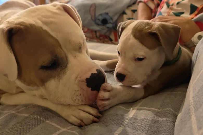 American Bulldog