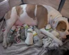 American Bulldog