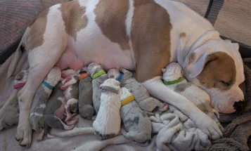 American Bulldog