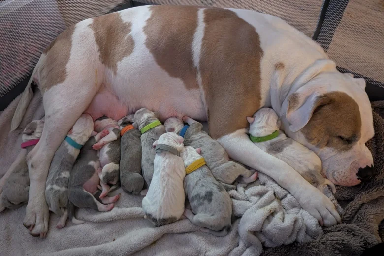 American Bulldog