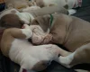 American Bulldog