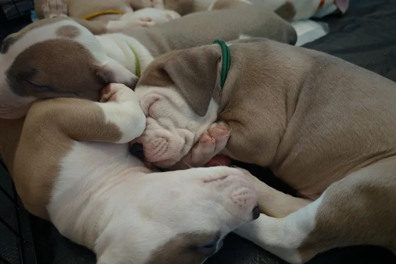 American Bulldog