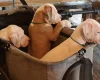 American Bulldog