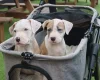 American Bulldog