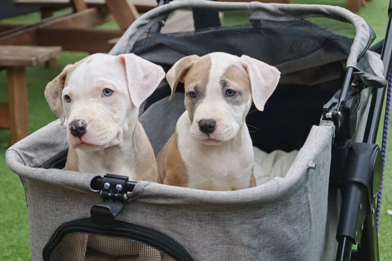 American Bulldog