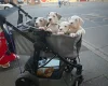 American Bulldog