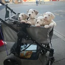 American Bulldog