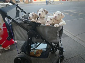 American Bulldog