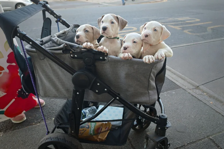 American Bulldog