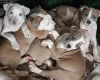American Bulldog