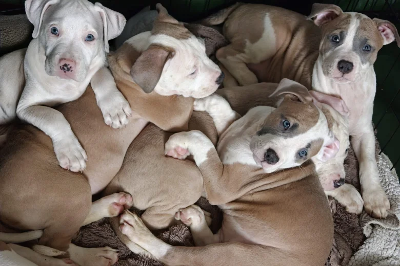 American Bulldog