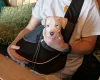 American Bulldog