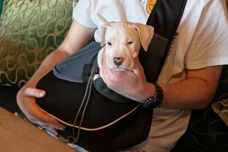 American Bulldog