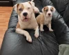 American Bulldog