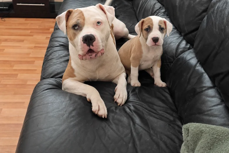 American Bulldog