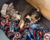 American Bulldog