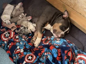 American Bulldog