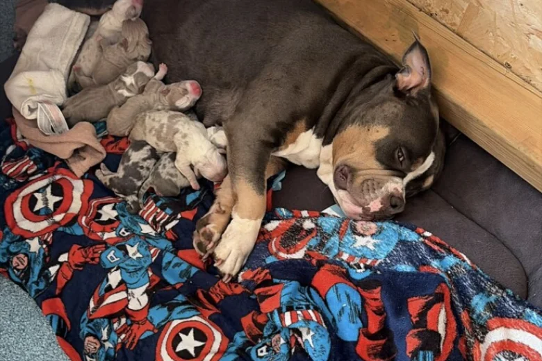 American Bulldog