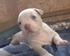 American Bulldog