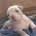 American Bulldog