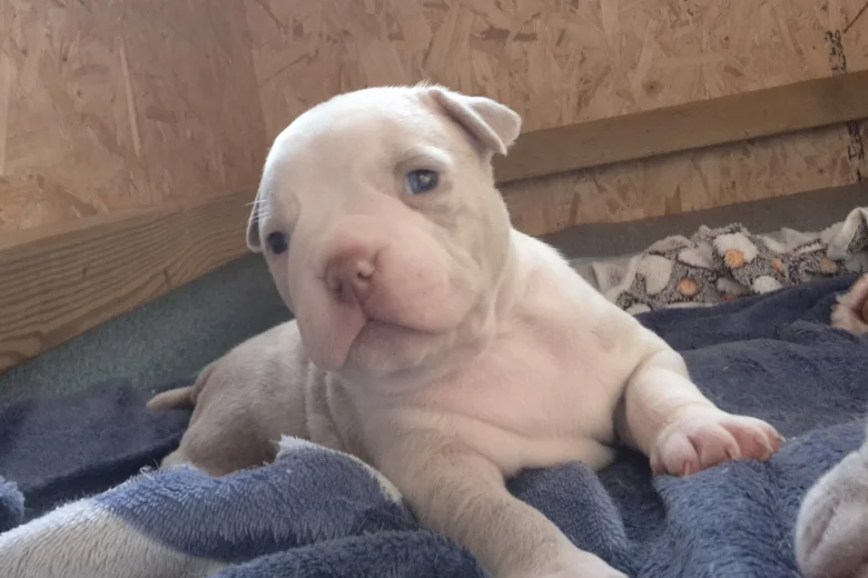 American Bulldog