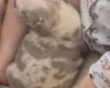 American Bulldog