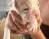 American Bulldog