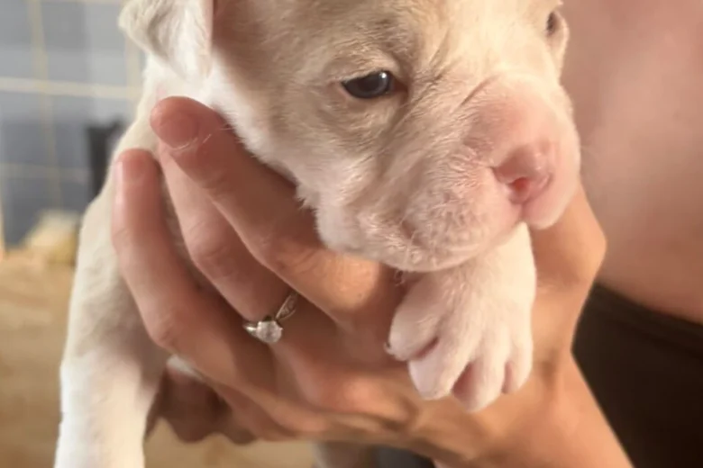 American Bulldog