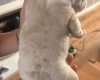 American Bulldog