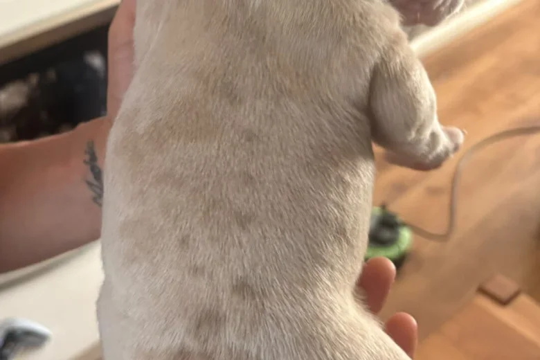 American Bulldog