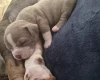 American Bulldog