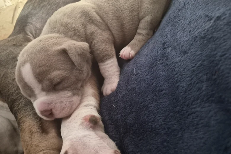 American Bulldog