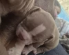 American Bulldog