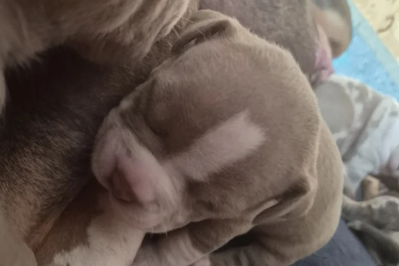 American Bulldog