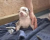 American Bulldog