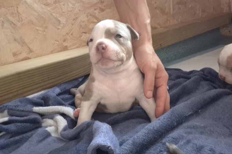 American Bulldog
