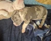 American Bulldog