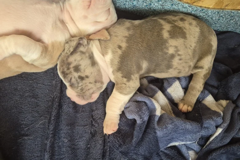 American Bulldog