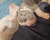American Bulldog