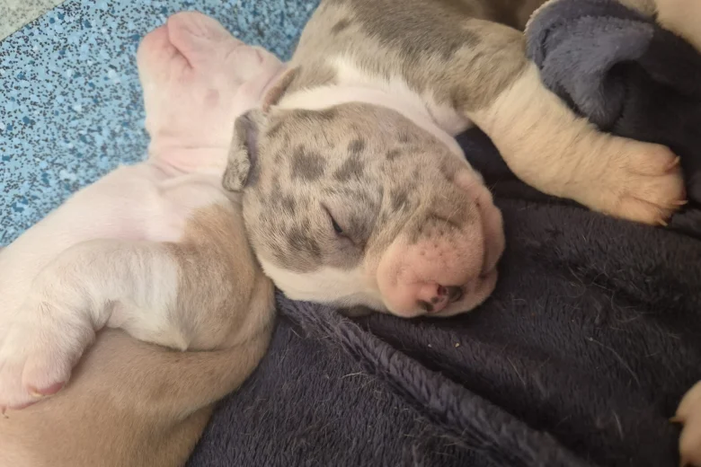 American Bulldog